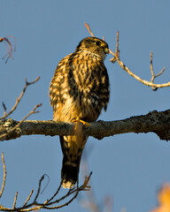 Hawk Stock Photo and Image. Perched and bathing in sunlight on a tree with blue sky background in its environment and habitat surrounding displaying brown feather plumage.