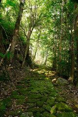 熊野古道　松本峠越えの路