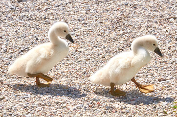 Swan chicks walking on the gravel