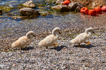 Swan chicks walking on the gravel