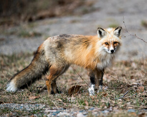 Red Fox Photo Stock. Fox Image. Springtime with blur background, displaying fox tail, fur, in its environment and habitat. Picture. Portrait. Photo