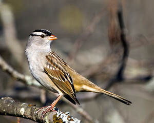 Sparrow Stock Photo and Image. White-crowned sparrow perched on a a tree with blur background in its environment and habitat surrounding, displaying brown feather plumage.