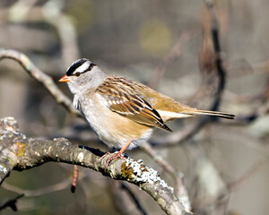 Sparrow Stock Photo and Image. White-crowned sparrow perched on a a tree with blur background in its environment and habitat surrounding, displaying brown feather plumage.