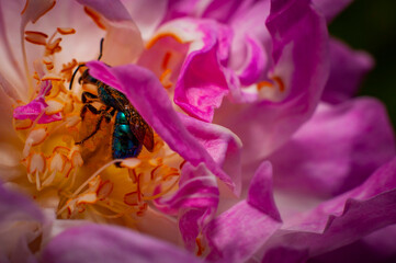 Fototapeta na wymiar macro espiral abeja flor primavera colores bokeh naturaleza decoración polen néctar 