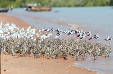 Wader birds on the forshore on Roebuck Bay ,Broome,Western Australia.