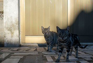 Cat looking directly into the camera next to another one in the shadow.