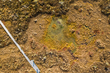 Aerial view of Vasenieku marsh with ponds, pines and wooden footbridge, Latvia.