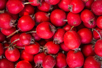 Rose hips, rose hips background, types of rose hips. The composition of medicinal plants and herbs. Scarlet berries of a shipshina close up. High quality photo