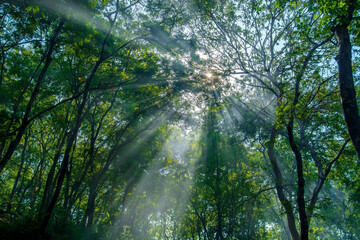 Fototapeta premium sun rays in the forest 