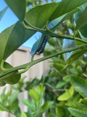 Obraz premium caterpillar