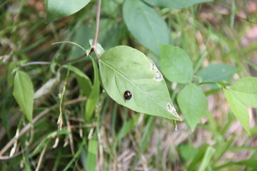 葉の上で休む、黒地に赤い水玉模様が二つある、テントウムシの一種