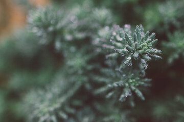 close-up of succulent plant with lots of raindrops from a tropical rain shot at shallow depth of field