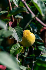 Cydonia oblonga pertenece a la familia Rosaceae