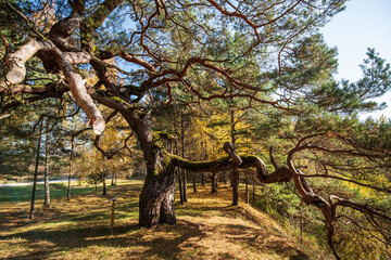 Large pine with very curved branches in sunny autumn day, Latvia.
