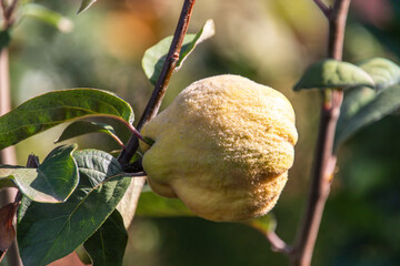 Cydonia oblonga pertenece a la familia Rosaceae