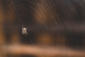 close-up of spider creating a spiderweb shot at shallow depth of field