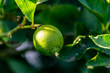 Citrus × aurantifolia pertenece a la familia Rutaceae