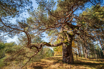 Large pine with very curved branches in sunny autumn day, Latvia.