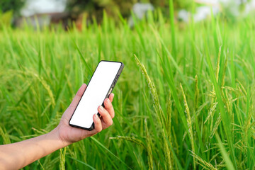 Farmer using smartphone at rice field. Farmer using mobile checking report of agriculture in farm.