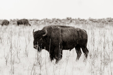 American Bison roaming Northern Utah