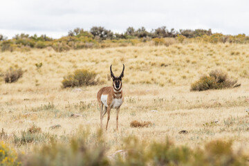 Prong Horn Antelope roaming Northern Utah.