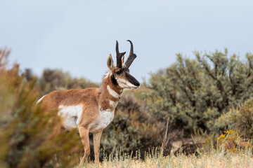 Prong Horn Antelope roaming Northern Utah.