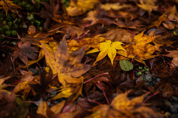 Wet yellow Japanese maple leave surrounded by dry leaves on the ground.