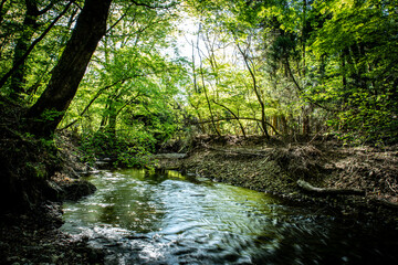 Fototapeta na wymiar 男池湧水群の阿蘇野川の風景