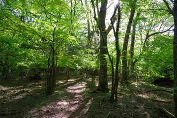 原生林の木漏れ日