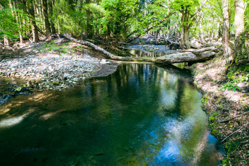 Obraz premium 男池湧水群の阿蘇野川の風景