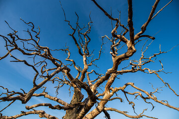 An old, withered branched oak on a sunny evening and a blue sky.