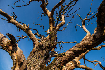 Fototapeta na wymiar An old, withered branched oak on a sunny evening and a blue sky.
