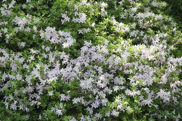 木陰でたくさん白い花を咲かせているツツジ