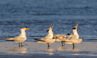 Royal terns (Thalasseus maximus) calling at the ocean beach at early morning, Galveston, Texas, USA