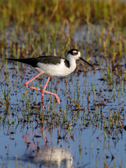 Black-necked stilt (Himantopus mexicanus) feeding in tidal marsh, Galveston, Texas