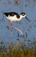 Black-necked stilt (Himantopus mexicanus) feeding in tidal marsh, Galveston, Texas
