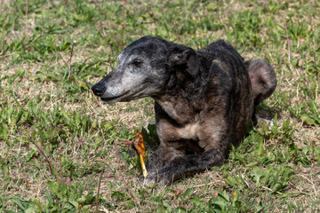Poor and skinny street dog