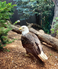 Bald Eagle
