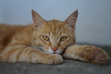 Obraz premium 고양이