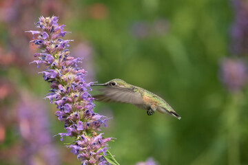 hummingbird, hummingbirds, birds