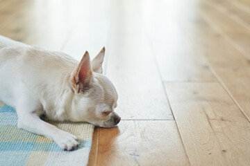 Fototapeta na wymiar 白い犬チワワの日常生活
