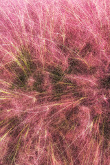 Field of Pink Muhly grass