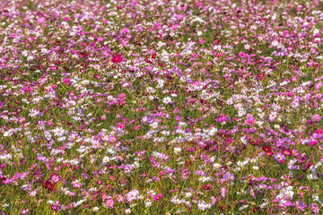 Fototapeta premium Field of cosmos flowers