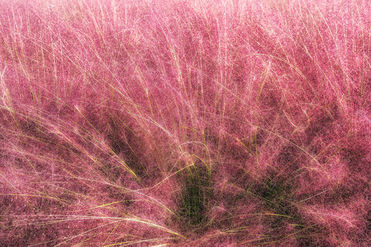 Field of Pink Muhly grass