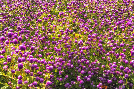 Field of purple globe amaranth