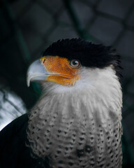 fauna, aves