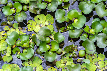 close up of lily pads