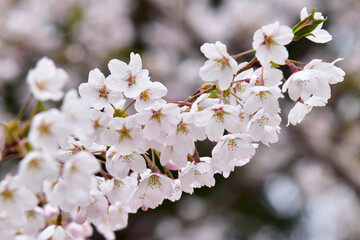 ソメイヨシノの枝先