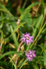 野に咲くカワラナデシコ