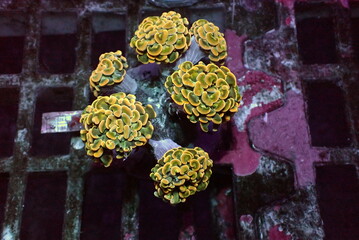 Hammer LPS colorful coral - Euphyllia Ancora